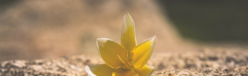 光遇中表达我爱你的句子，光遇导入语句