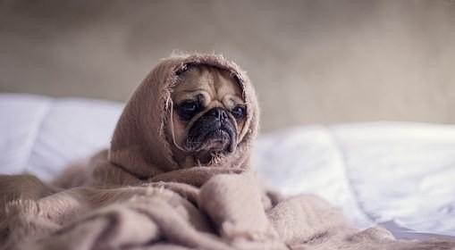 狗狗有点咳嗽怎么办 幼犬咳嗽怎么办