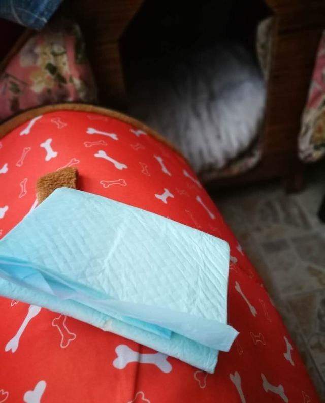 猫狗和谐的短语说说_狗狗来月经了怎么办，生理期的护理及注意事项