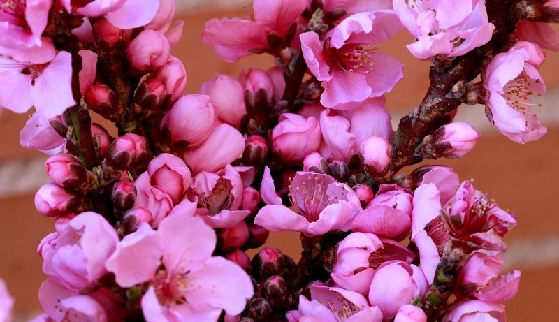 光遇紫藤花树为什么不开花,光遇花树cp