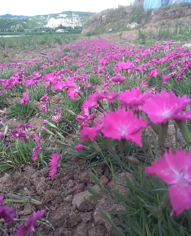 开发农业生态旅游需要什么_工商局规定生态农业旅游的经营范围