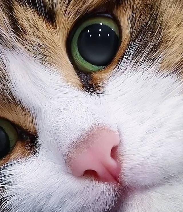 猫咪拉稀流鼻涕怎么办，猫咪拉稀怎样调理,猫咪流鼻涕怎么办