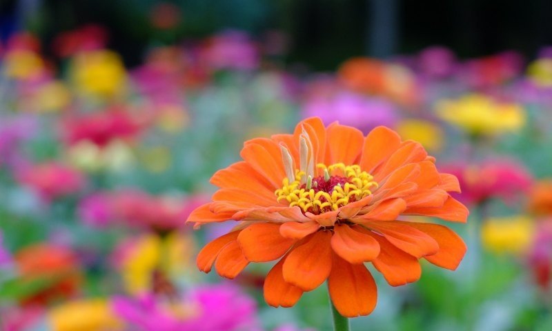 光遇缅怀季花盆有什么用，光遇音乐花盆