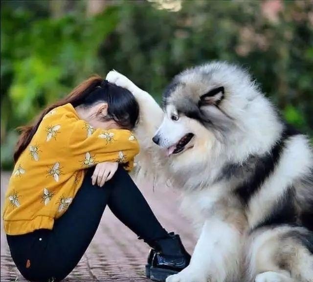 小狗吃了猪骨头，发吐怎么办呀！拜托各位大神,吞了骨头怎么办