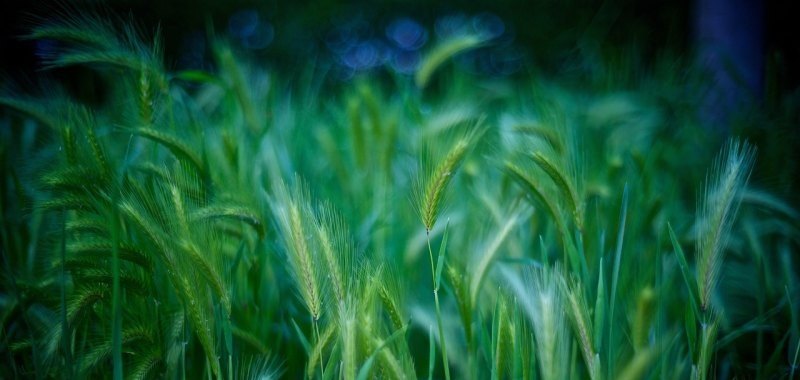 烟花原神怎么玩_原神烟花道具怎么获得