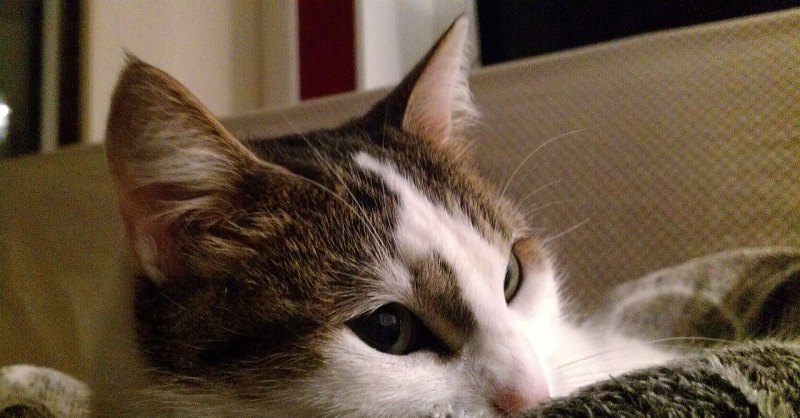 猫猫不吃不喝。怎没办,猫咪不吃不喝怎么办