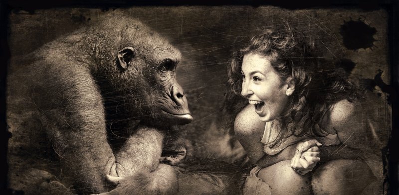 chimpanzee和gorilla的区别 大猩猩英语怎么说
