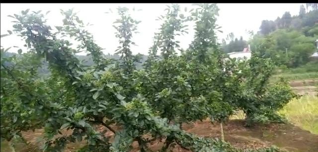 数字丰县是干什么的，丰县历史文化景点简介视频