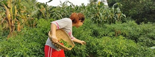 数字丰县是干什么的，丰县历史文化景点简介视频