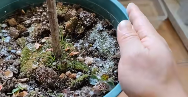 土里有虫子怎么消灭最快，土里有虫子怎么办