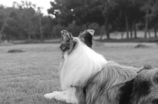 边境旅游是什么意思_边境牧羊犬适合在城市养吗