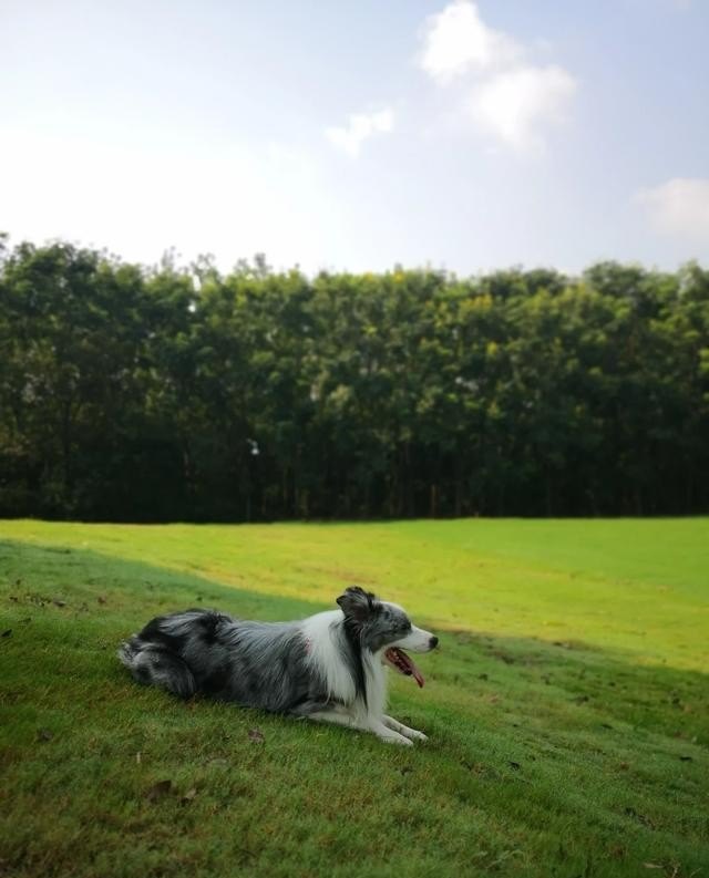 边境旅游是什么意思_边境牧羊犬适合在城市养吗