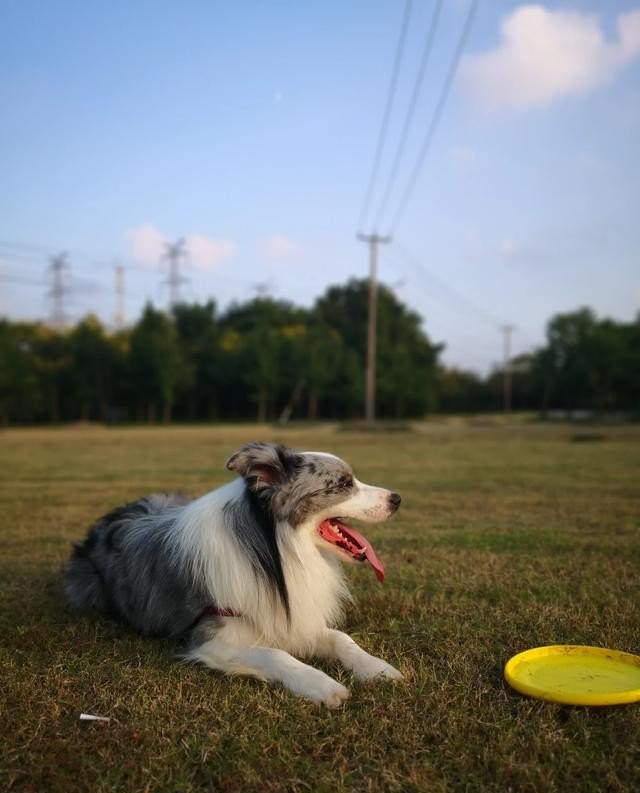 边境旅游是什么意思_边境牧羊犬适合在城市养吗