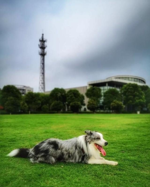 边境旅游是什么意思_边境牧羊犬适合在城市养吗
