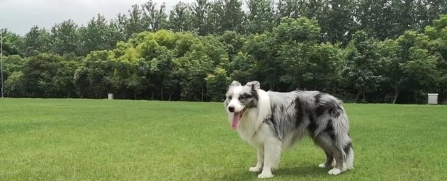 边境旅游是什么意思_边境牧羊犬适合在城市养吗