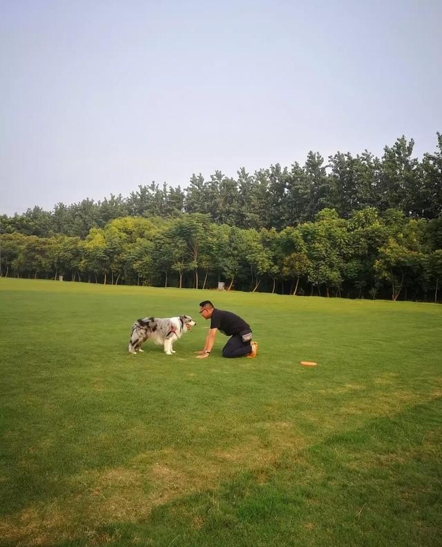 边境旅游是什么意思_边境牧羊犬适合在城市养吗
