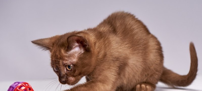 原神满命猫值得培养吗,猫猫培养攻略原神