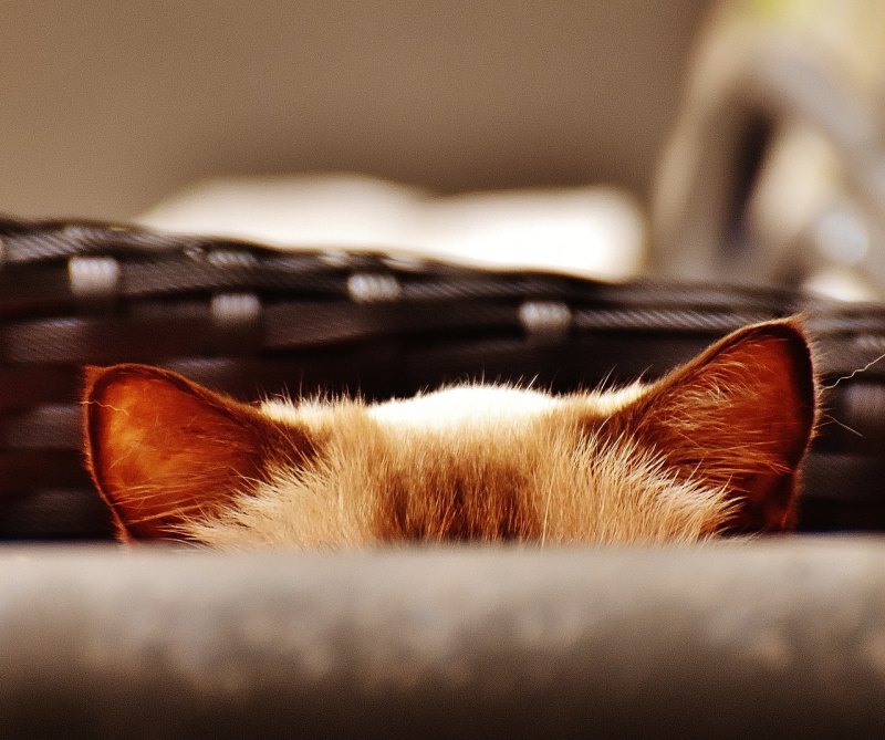 猫总要吐怎么办 猫一直吐怎么办