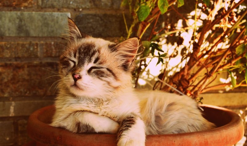 两个多月的小猫不亲人怎么办_猫总挠人咬人不亲人怎么办