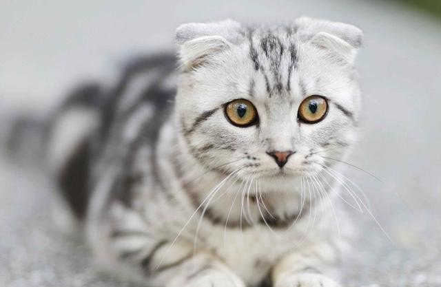母猫一直在叫什么意思，猫咪乱叫怎么办