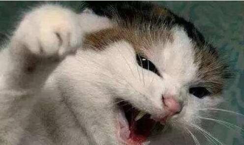 母猫一直在叫什么意思，猫咪乱叫怎么办