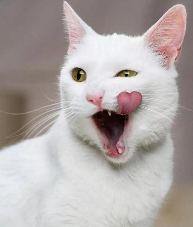 母猫一直在叫什么意思，猫咪乱叫怎么办