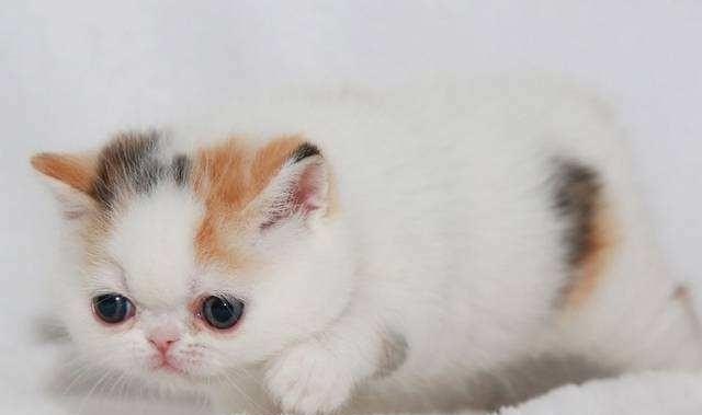 猫咪得猫瘟了 应该怎么治 吃什么药_猫瘟怎么治 小猫得了猫瘟怎么办