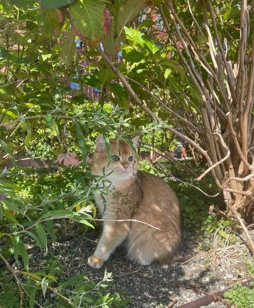 养猫不用猫砂的方法,没有猫砂怎么办
