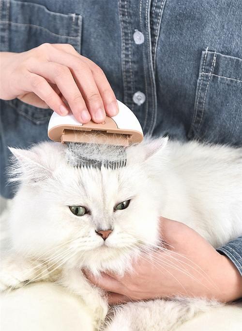 猫有跳蚤怎么去除_小猫身上有跳蚤怎么处理