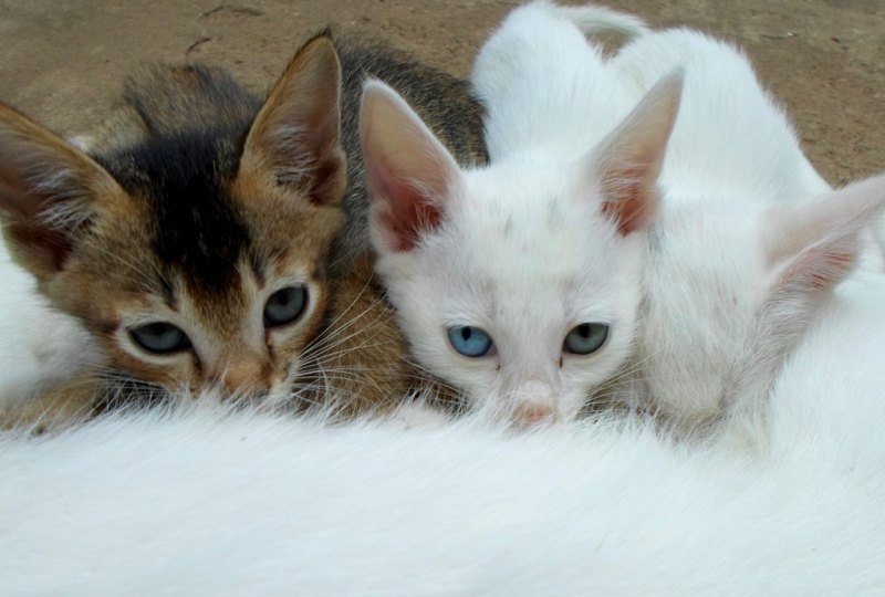 咬过人的猫还能继续养吗 猫咬主人怎么办
