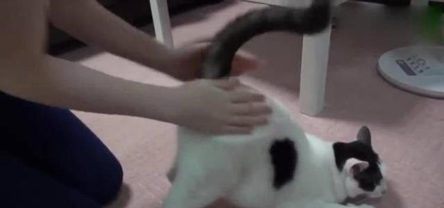 养了7年的猫++(闹猫)总是叫 怎么才能不让它叫呢_小猫一直叫个不停是什么意思