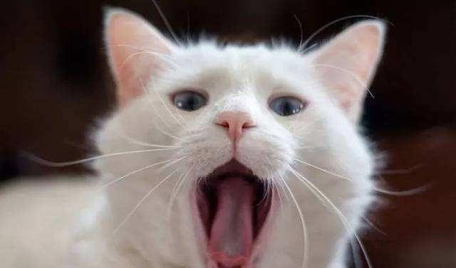 养了7年的猫++(闹猫)总是叫，怎么才能不让它叫呢_小猫一直叫个不停是什么意思