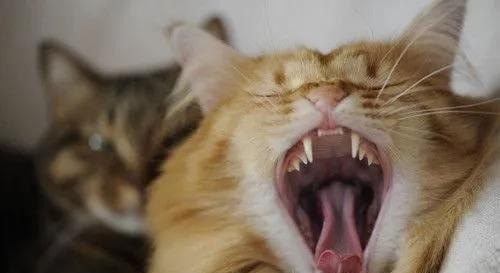 养了7年的猫++(闹猫)总是叫，怎么才能不让它叫呢_小猫一直叫个不停是什么意思