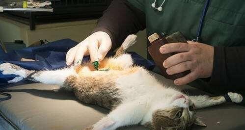 养了7年的猫++(闹猫)总是叫，怎么才能不让它叫呢_小猫一直叫个不停是什么意思