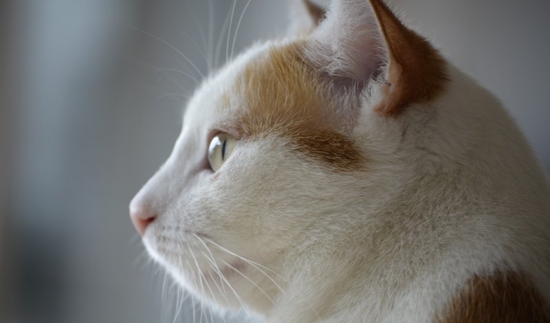 猫猫瘦怎么办_小猫咪很瘦怎么办