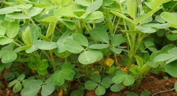 花生种植技术与管理,地下城与勇士110手搓套 - 小牛游戏