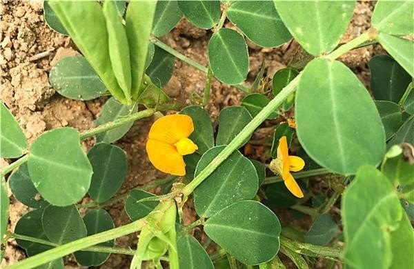 花生种植技术与管理,地下城与勇士110手搓套 - 小牛游戏