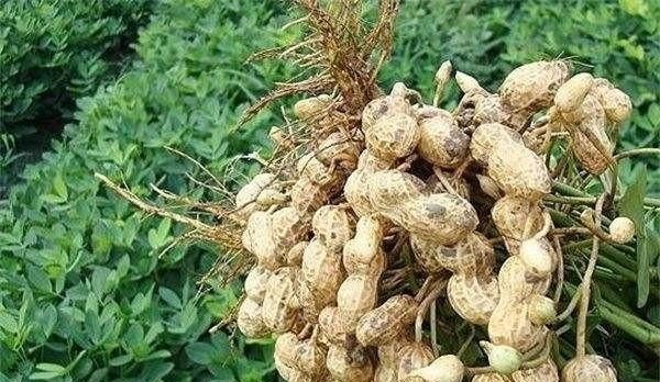 花生种植技术与管理,地下城与勇士110手搓套 - 小牛游戏