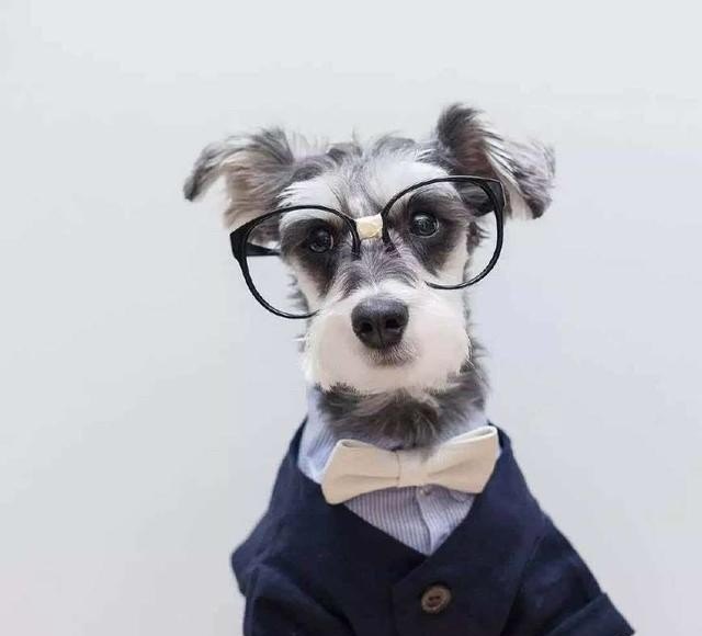 如果狗狗生病了之后怎样才能让它恢复的快 宠物生病怎么办