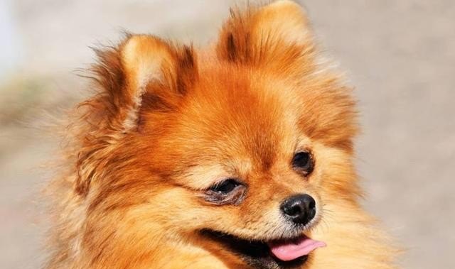 如果狗狗生病了之后怎样才能让它恢复的快，宠物生病怎么办