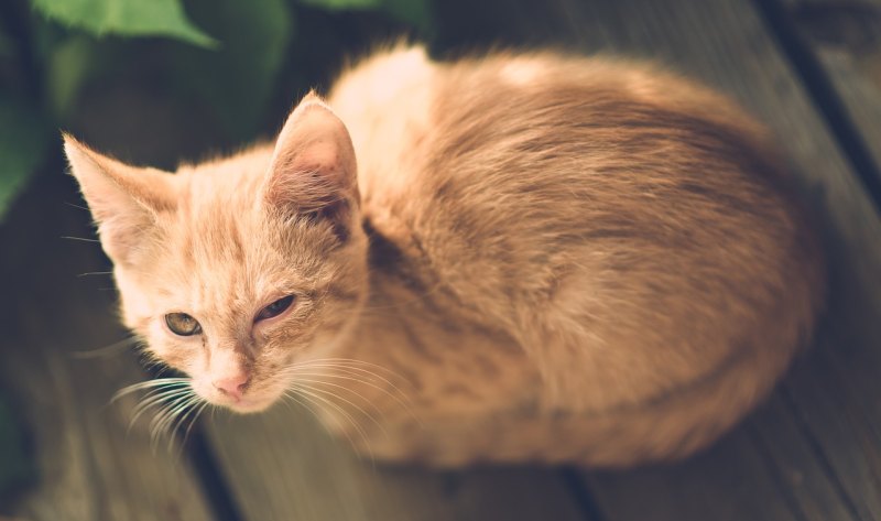 猫受伤了 怎么办 猫受伤了怎么办