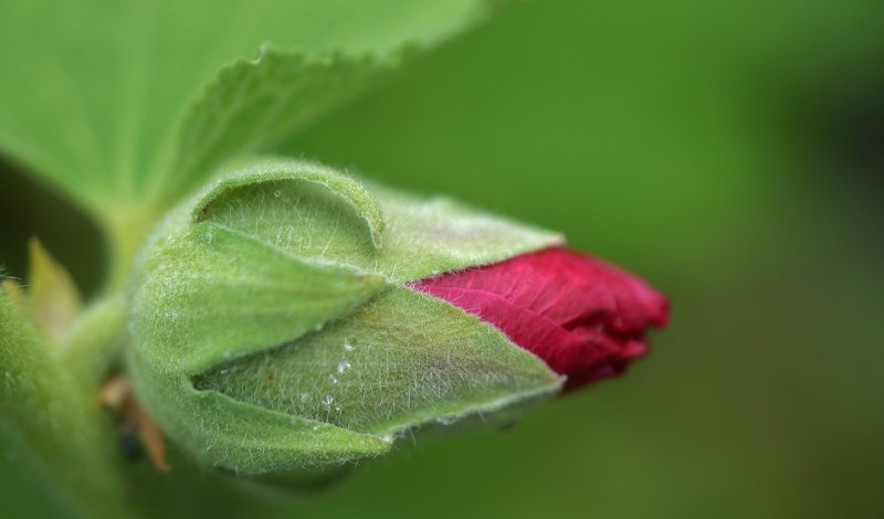 朝花夕拾中关于悲伤的句子_四年级上册语文伤心句子