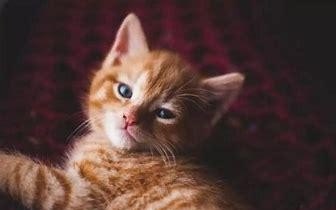 小猫挠人怎么处罚,猫咪挠人怎么办