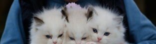什么叫奶茶猫_猫咪可以喝奶茶吗