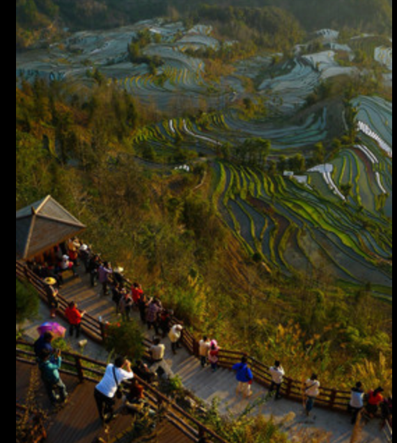 现在去元阳梯田合适吗，元阳梯田旅游