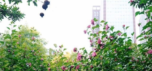 曲江唐遗址公园特色_古代长安指哪 - 华夏历史