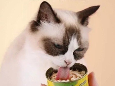 两个月小猫咪生病了(肠炎)怎么办,猫咪肠胃炎怎么办