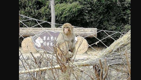 澳门官也街牛杂哪家好吃 澳门官也街美食推荐店铺地址在哪里