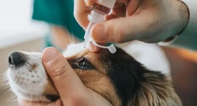 眼睛红血丝多异物感严重眼睛模糊不清晰咋办,眼球有血丝怎么办