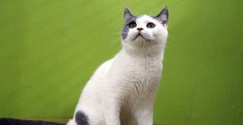 猫咪呕吐毛球怎么办，猫咪吐毛球吃什么好_猫咪吐毛球症状有哪些?该怎么帮助猫咪顺利吐出毛球